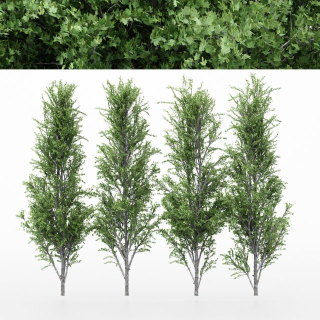 4diffrent tree mountain maple 4 trees models in the scene 3D-Modell .c4d .max .obj .3ds .fbx .stl .blend 