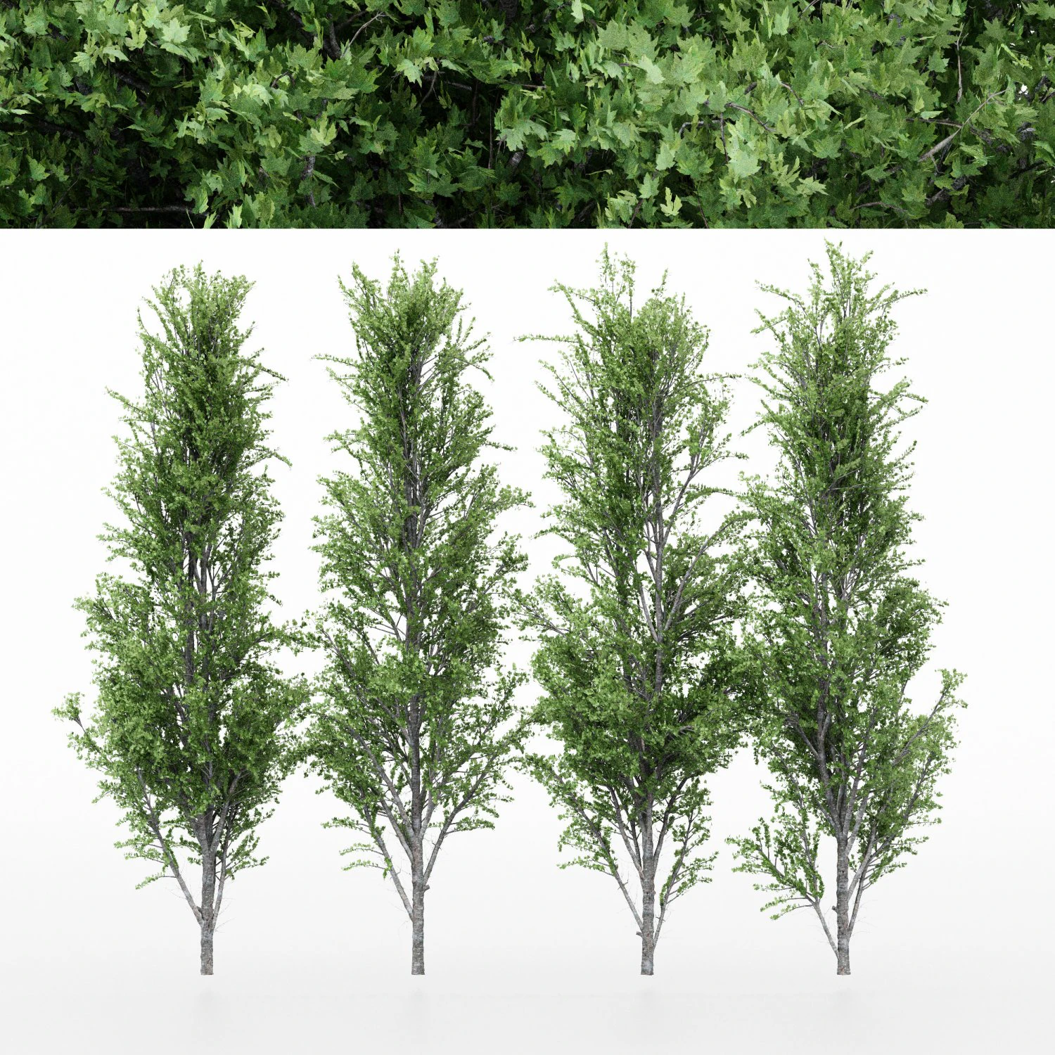 4diffrent tree mountain maple 4 trees models in the scene 3D Model .c4d .max .obj .3ds .fbx .stl .blend
