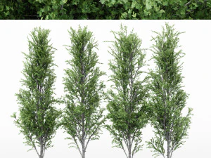 4diffrent tree mountain maple 4 modelos de &aacute;rvores na cena Modelo 3D