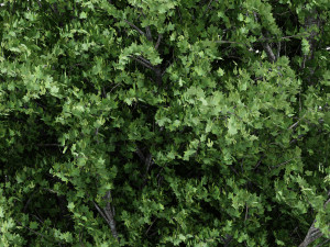 4diffrent tree mountain maple 4 trees models in the scene 3D-Modell