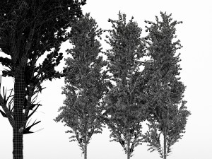 4diffrent tree mountain maple 4 trees models in the scene 3D-Modell