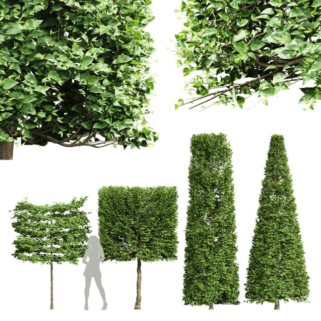Carpinus Betulus Broadleaf Pole-Box-Cigarette-Conical 4Tree Modello 3D .c4d .max .obj .3ds .fbx .stl .blend 