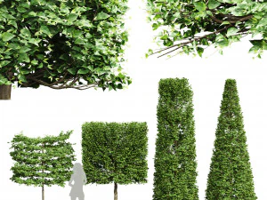 Carpinus Betulus Broadleaf Pole-Box-Cigarette-Conical 4Tree 3D Model