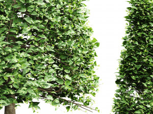 Carpinus Betulus Broadleaf Pole-Box-Cigarette-Conical 4Tree Modello 3D