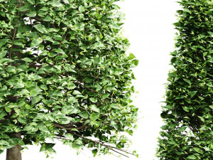 Carpinus Betulus Broadleaf Pole-Box-Cigarette-Conical 4Tree 3D Model