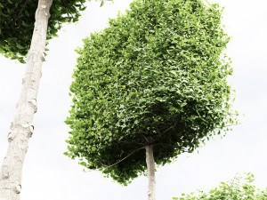 Carpinus Betulus Broadleaf Pole-Box-Cigarette-Conical 4Tree Modello 3D