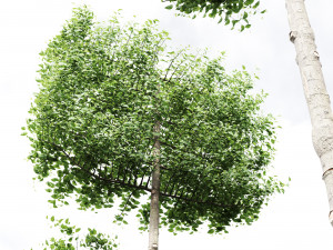 Carpinus Betulus Broadleaf Pole-Box-Cigarette-Conical 4Tree Modello 3D