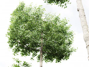 Carpinus Betulus Broadleaf Pole-Box-Cigarette-Conical 4Tree 3D Model