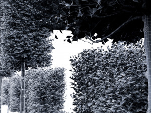 Carpinus Betulus Broadleaf Pole-Box-Cigarette-Conical 4Tree Modello 3D
