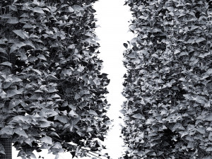 Carpinus Betulus Broadleaf Pole-Box-Cigarette-Conical 4Tree Modello 3D