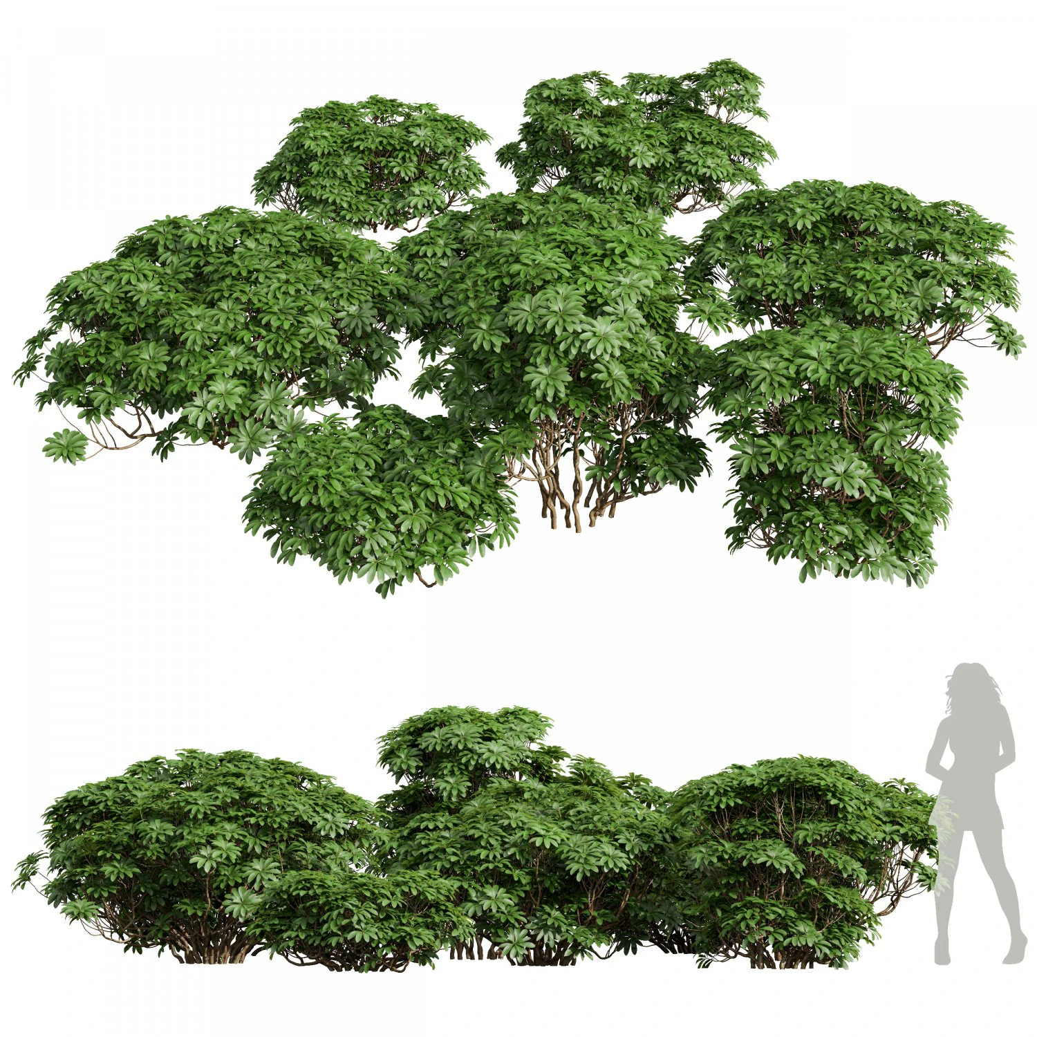 Edgeworthia Chrysantha Grandiflora-8 different bush 3D Model .c4d .max .obj .3ds .fbx .stl .blend 