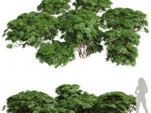 Edgeworthia Chrysantha Grandiflora-8 different bush Modèle 3D