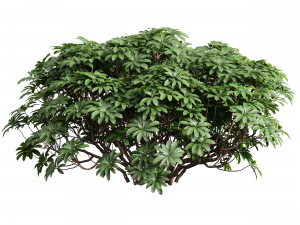 Edgeworthia Chrysantha Grandiflora-8 different bush 3D-Modell