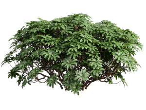 Edgeworthia Chrysantha Grandiflora-8 different bush 3D Model