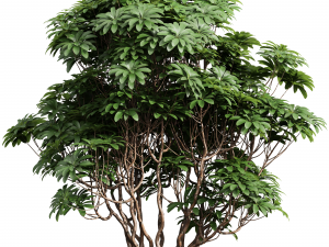 Edgeworthia Chrysantha Grandiflora-8 different bush 3D-Modell