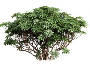 Edgeworthia Chrysantha Grandiflora-8 different bush 3D-Modell