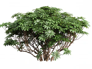 Edgeworthia Chrysantha Grandiflora-8 different bush 3D Model