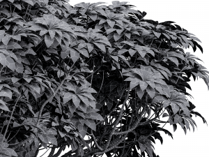 Edgeworthia Chrysantha Grandiflora-8 different bush 3D-Modell