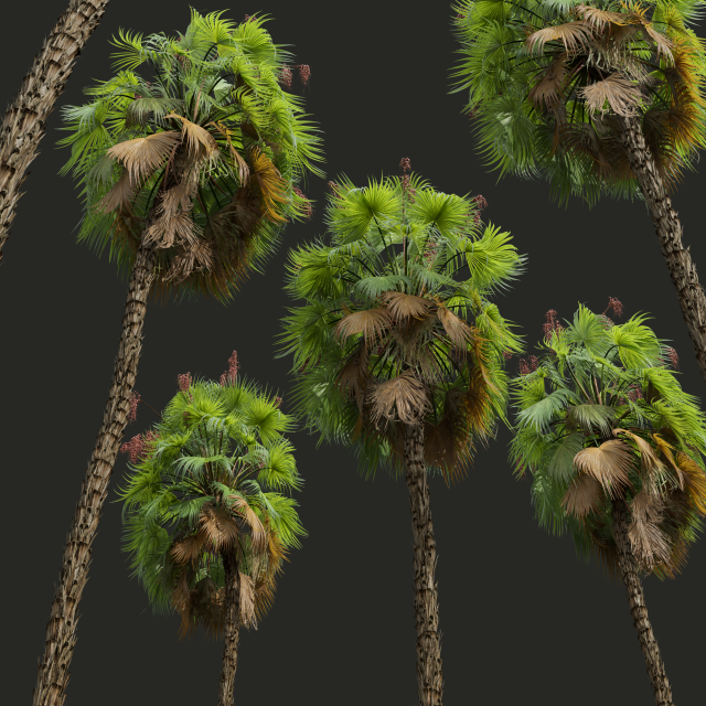 Acoelorrhaphe Wrightii Fruit 2Tree 3D Model .c4d .max .obj .3ds .fbx .stl .blend 
