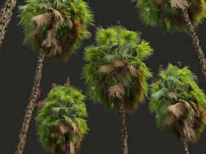 Acoelorrhaphe Wrightii Fruit 2Tree 3D Model