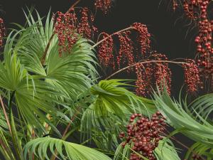 Acoelorrhaphe Wrightii Fruit 2Tree 3D Model