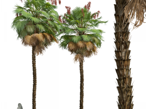 Acoelorrhaphe Wrightii Fruit 2Tree 3D Model