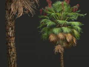 Acoelorrhaphe Wrightii Fruit 2Tree 3D Model