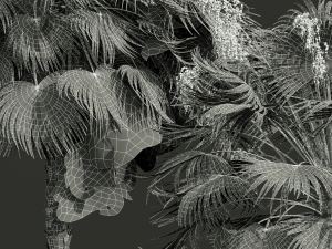 Acoelorrhaphe Wrightii Fruit 2Tree 3D Model