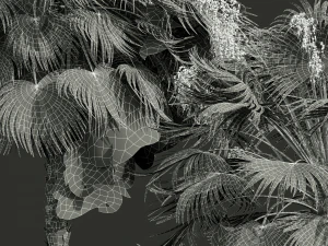 Acoelorrhaphe Wrightii Fruit 2Tree 3D Model