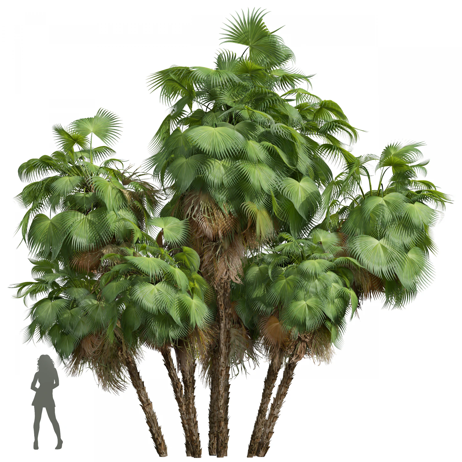 New Plant High detail Acoelorrhaphe Wrightii Garden 3D Model .c4d .max .obj .3ds .fbx .stl .blend 