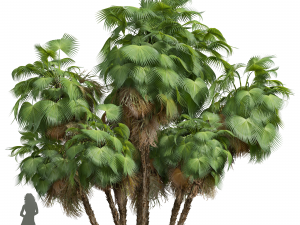 New Plant High detail Acoelorrhaphe Wrightii Garden 3D Model