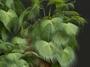 New Plant High detail Acoelorrhaphe Wrightii Garden Modèle 3D