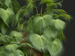 New Plant High detail Acoelorrhaphe Wrightii Garden 3D Model