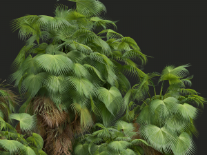 New Plant High detail Acoelorrhaphe Wrightii Garden Modèle 3D