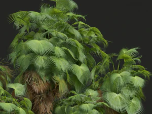 New Plant High detail Acoelorrhaphe Wrightii Garden 3D Model