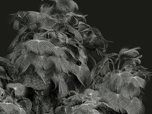 New Plant High detail Acoelorrhaphe Wrightii Garden Modèle 3D