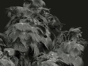 New Plant High detail Acoelorrhaphe Wrightii Garden 3D Model