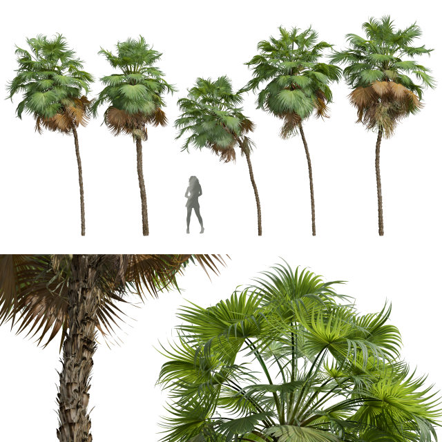 New Plant High detail Acoelorrhaphe Wrightii Medium 3D Модель .c4d .max .obj .3ds .fbx .stl .blend 