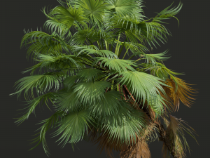 New Plant High detail Acoelorrhaphe Wrightii Medium 3D Модель