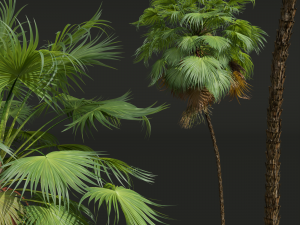 New Plant High detail Acoelorrhaphe Wrightii Medium 3D Модель