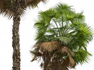 New Plant High detail Acoelorrhaphe Wrightii Medium 3D Модель