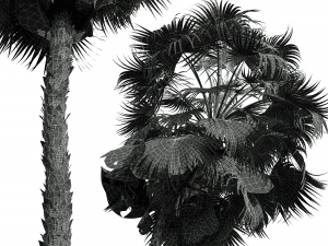 New Plant High detail Acoelorrhaphe Wrightii Medium 3D Модель