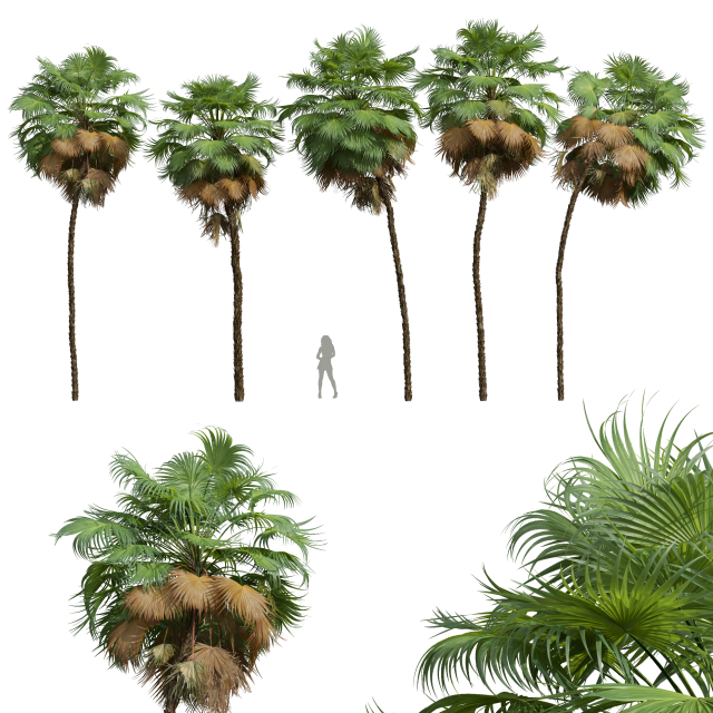 New Plant High detail Acoelorrhaphe Wrightii Tall 3D Модель .c4d .max .obj .3ds .fbx .stl .blend 
