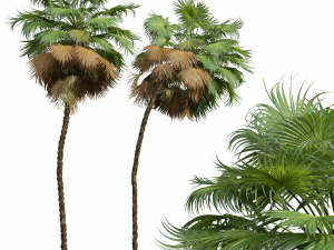 New Plant High detail Acoelorrhaphe Wrightii Tall 3D Модель
