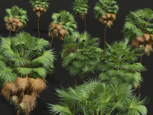 New Plant High detail Acoelorrhaphe Wrightii Tall 3D Модель