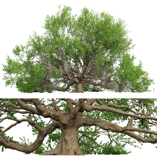New Plant High detail Angel Oak Live Tree Lying Floor Modèle 3D .c4d .max .obj .3ds .fbx .stl .blend 