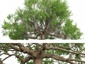 New Plant High detail Angel Oak Live Tree Lying Floor 3D Model