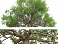 New Plant High detail Angel Oak Live Tree Lying Floor 3D-Modell