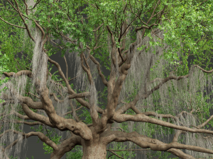 New Plant High detail Angel Oak Live Tree Lying Floor Modèle 3D