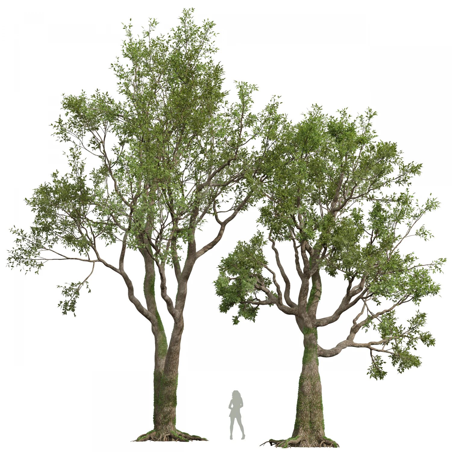 New Plant High detail Angel Oak Live Tree02 3D Model .c4d .max .obj .3ds .fbx .stl .blend 
